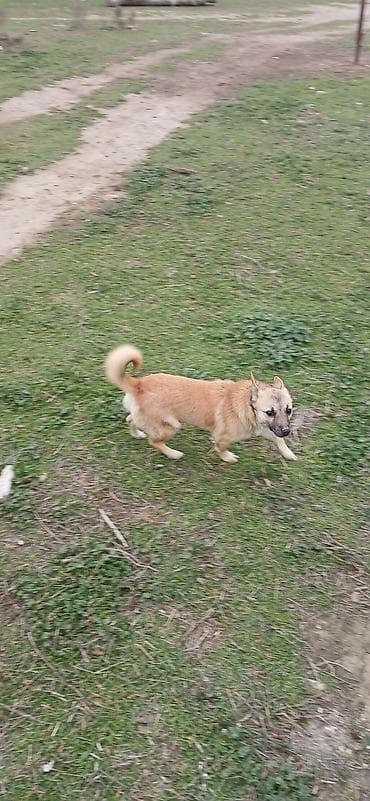 heyvan meymun: Çixuahua, 10 ay, Erkek — 3