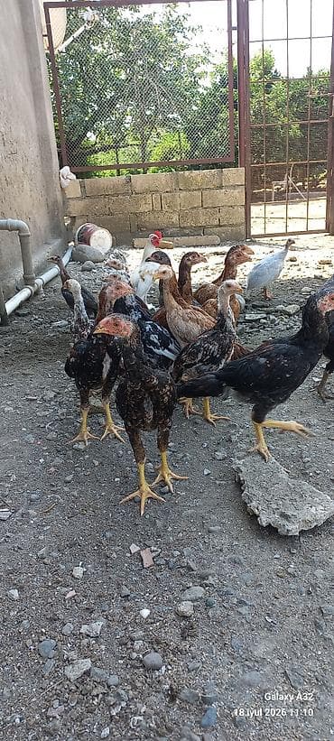 Təmiz qan 2 aylıq tam sağlam daş pipik,badam pipik heyratılar.Unvan — 3
