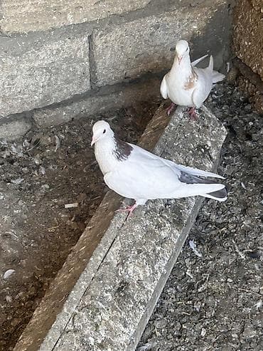 Saglam heyvanlar hecbir problemi yoxdu cüt deyiller qirmizi boyun lalafo.az -da Saglam heyvanlar hecbir problemi yoxdu cüt deyiller qirmizi boyun