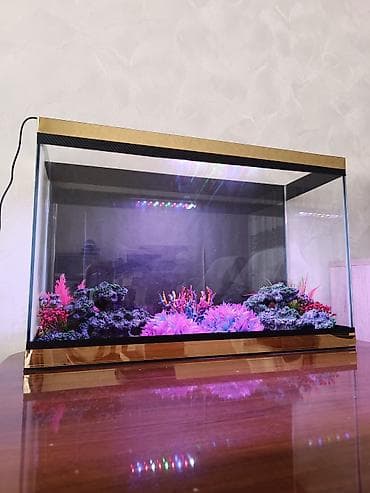 Balıqlar: Ölçü 70×46×25. 80 litir 6 lıq Radaj lı şüşədi yenidi iadifadə — 2