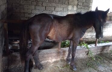 dana qiyməti xaçmaz: Minilmiyən madyan dayçadı da minməlidi isdiyən buyursun təmiz yorğadı — 2