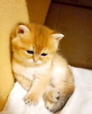 heleb keçisi: Britan, Erkək, Yaxşı əllərə, Ünvandan götürmə — 6