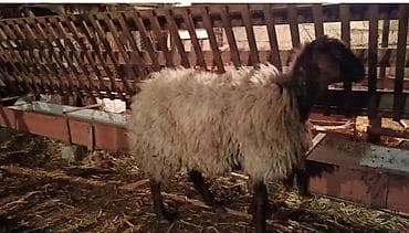 Pişiklər: Salam birinci qarına şisəy satılır bala ələ deyir maksimum 1 aya doğar — 2