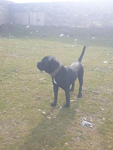 ev pişiklər: Kane-Korso, 2 il, Erkek, Cütləşmə üçün — 5