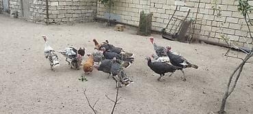 oglan it adlari azerbaycan: Erkək, Damazlıq — 5