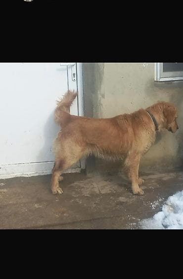 İtlər: Retriever, 4 il — 2