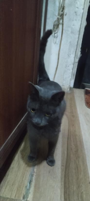 toyuq evi: Rus mavi, Dişi, Ödənişli çatdırılma — 4