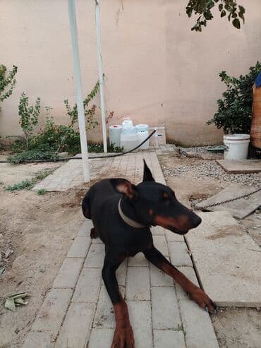 шпиц цена в баку: Доберман, 1 год, Самец, С прививками, Самовывоз — 6