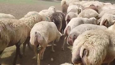 sudluk inek satilir: Dişi, il: 1, Damazlıq, Pulsuz çatdırılma — 9