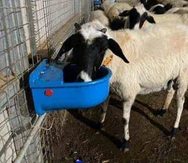 Yem qabı, Su üçün, Heyvanlar üçün, Ünvandan götürmə, Rayonlara çatdırılma