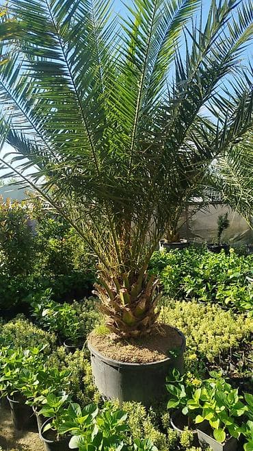 polad ağacı: 0508987540)ad:Gülər🪴HərnövDekor Gül Ağac Sifarişi Satişi Bütün — 10