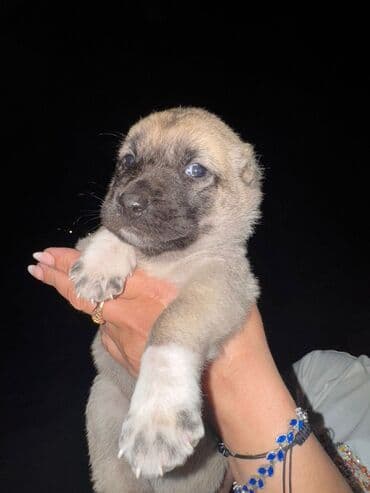 cau cau iti: Kanqal, Sənədli — 4