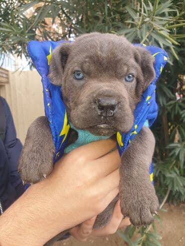 Gəmiricilər: Kane-Korso, Peyvəndli — 4