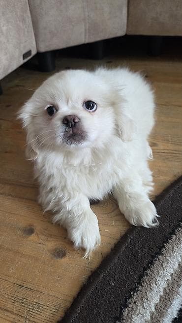 Pekines, 2 ay, Erkek