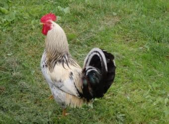 cins ineklerin qiymeti: Куриные цыплята, Для разведения, Платная доставка — 4