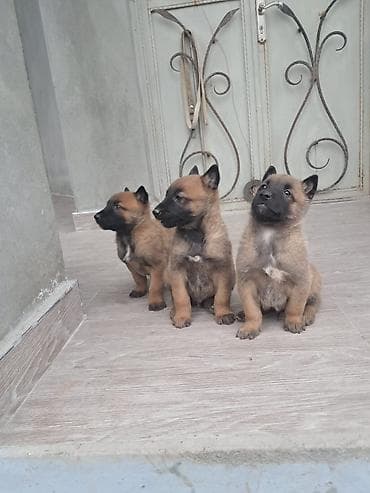 cane corso qiyməti: Belçika çoban iti, 1 ay, Erkek, Peyvəndli, Ünvandan götürmə, Pulsuz çatdırılma — 1