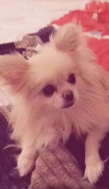 Quşlar: Şpitz, 2 ay, Dişi — 3