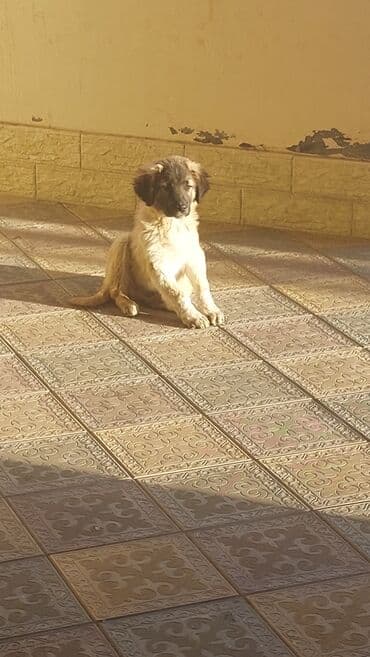 Bıçaqlar: Cinsi caban kavkaz isdeyen bu nomreynen elaqa saxlasin 099 953 20 20 — 1