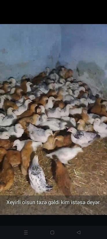 Toyuq cücələri, Ətlik