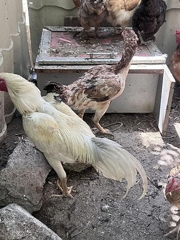 eşey satışı: Salam Cavan Ağ heyratı satılır hündür xoruzdu Çırmaya oynayır — 2