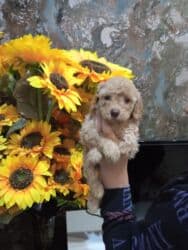 йоркширский терьер баку: Пудель, 1 месяц, Самец — 2