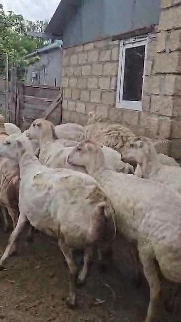 qoyun satşı: Dişi, il: 1, Pulsuz çatdırılma — 5