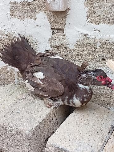 hinduska kanada: Əssalım əleykum əvvəla Allahın salamı olsun hər kəsə 5 ədəd 1 illiyi — 4