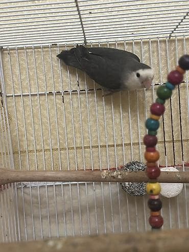 Digər heyvanlar: Növ: Sevgili quşu (lovebird), boz-ağ rəng çaları Rəng: Qrafit-boz — 3