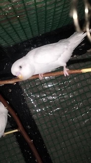 amadin satilir: Yeni balalar satilir 12m deyismek olar teklife baxir Erazi zabirat — 1