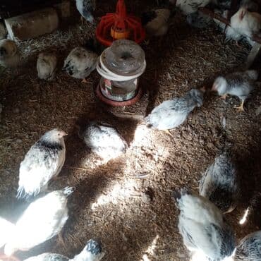 kend teserrufati avadanliqlari satisi: F6-serebrist cücələr satılır vitamin və dərmanlar verilib tam sağlam — 3