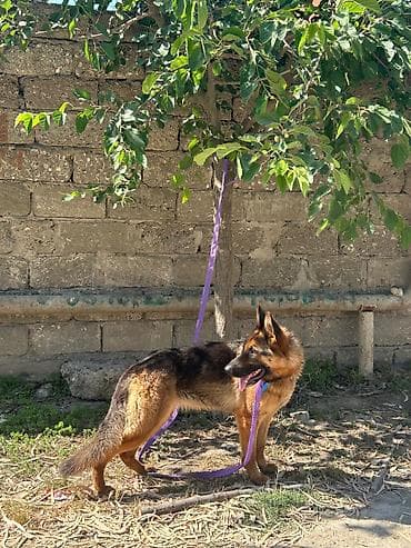 spaniel it: Alman çoban iti, 1 il, Dişi — 3