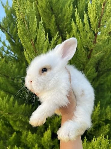 Real alıcıya cüzi endirim olunacaq. Saf Holland Lop ana və atadan olan — 3