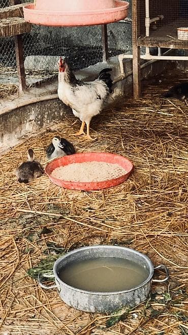 Muscovy ördək balaları (barbariska) – təsərrüfatda böyüdülmüş, aktiv lalafo.az -da Muscovy ördək balaları (barbariska) – təsərrüfatda böyüdülmüş, aktiv