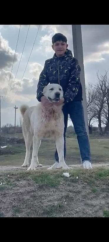 alabay itlər: Alabay — 3