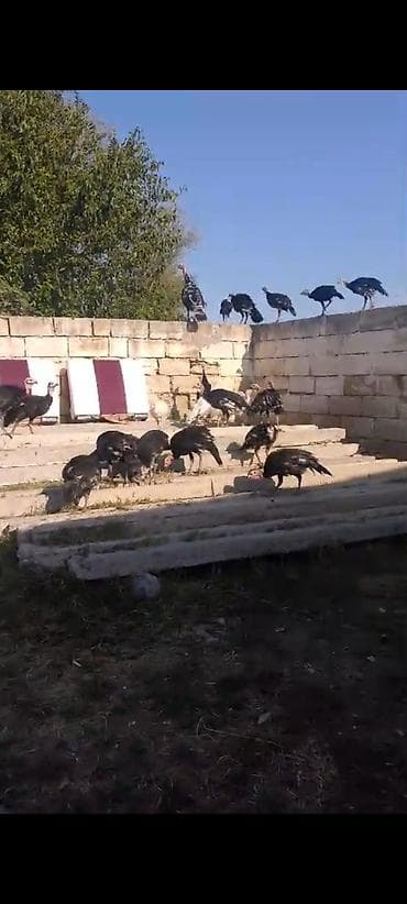 cins heyvanlar: 3ayliq 2.300 kq 20 denedianalari ile satilmasi mumkundur real aliciya — 3