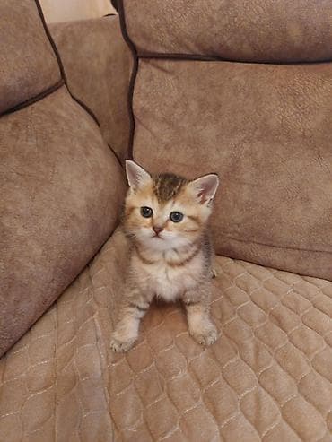 sari pisik sekilleri: Britan, Yaxşı əllərə — 5