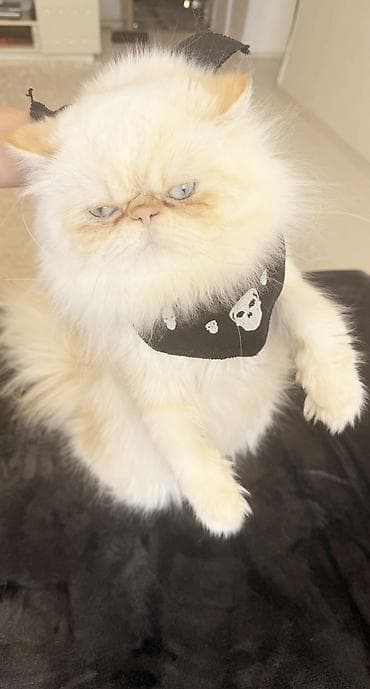 Pişiklər: Fars, Erkək, Cütləşmə üçün — 4