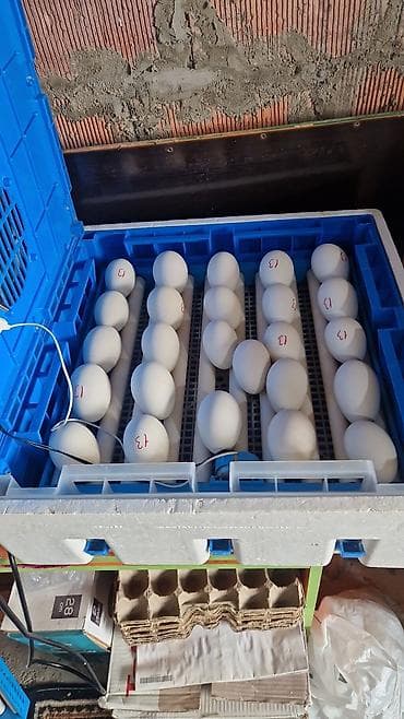 sumqayit daye: Ördək yumurtası inkubasiyası xidməti - Yumurtaların peşəkar — 1