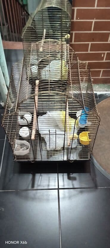 tikdirmek ucun don modeli: Quş qəfəsi satılır dəst — 2