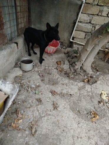 1 ay, Dişi, Peyvəndli