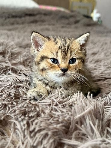 pişik sumkasi: Britan, Erkək — 5