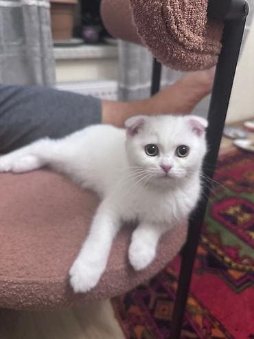 qus yuvasi duzeltmek: Şotland yastı qulaq, Ödənişli çatdırılma — 4