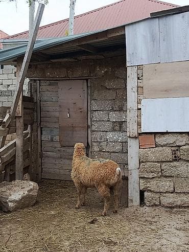 qoyun satşı: Erkek quzu qurbana yararlıdır — 1