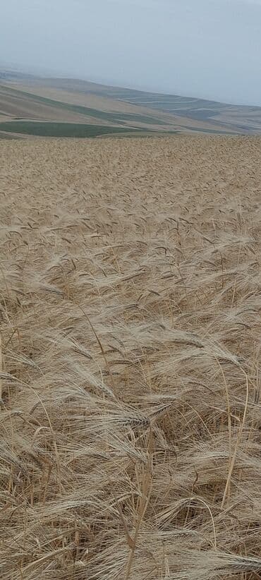 Чай, кофе, напитки: Məhsul: Arpa (taxıllıq sahədən) - Şəkillərdə geniş sahədə yetişmiş — 1