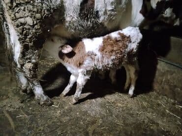 Toyota: 4 buzov satılır 1i yerli malla anqusdun qarışıqıdı 2 si simental — 4