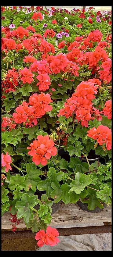 qirmizi kala gulu: Məhsul: Sardunya (Pelargonium) saksı gülləri Təsvir: - İsti, canlı — 9