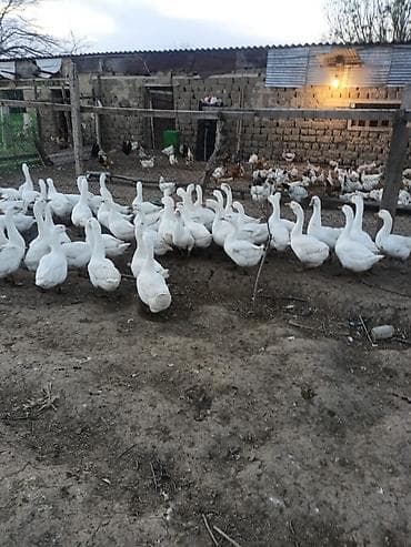 Inəklər, öküzlər: Rus qazı 150 denedi keçən ilin qazlaridi və sortu lindadi — 1