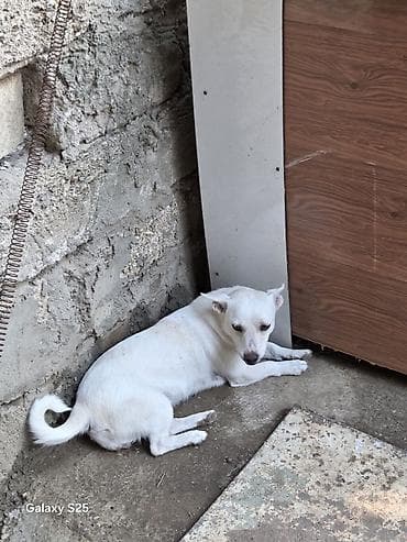 heyvan: Zvonok, 2 il, Dişi, Ünvandan götürmə — 3