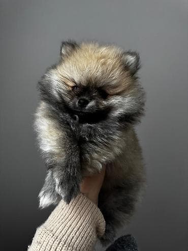 pomeran itleri: Şpitz, 2 ay, Peyvəndli, Ünvandan götürmə, Pulsuz çatdırılma, Ödənişli çatdırılma — 10