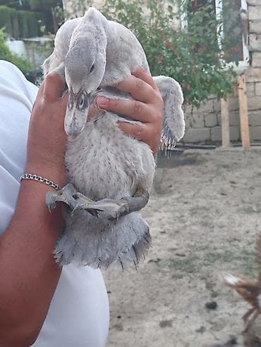 it bala: Savlam ballardi etlik lavanda barter yoxdur !!!! Real alicilar — 4